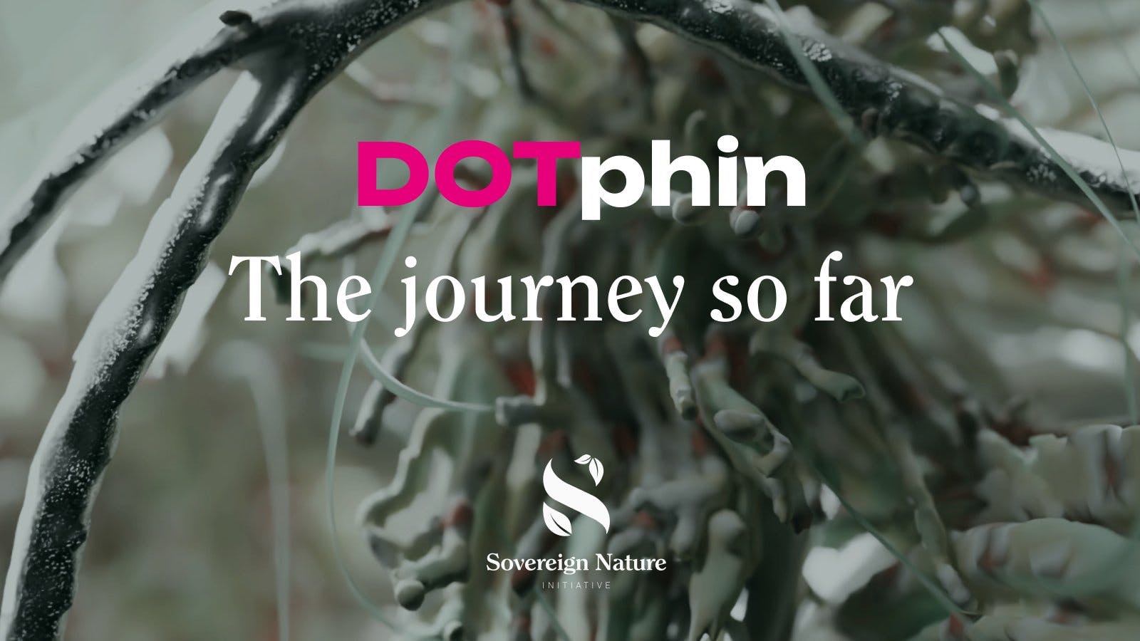 Watch your DOTphin Grow